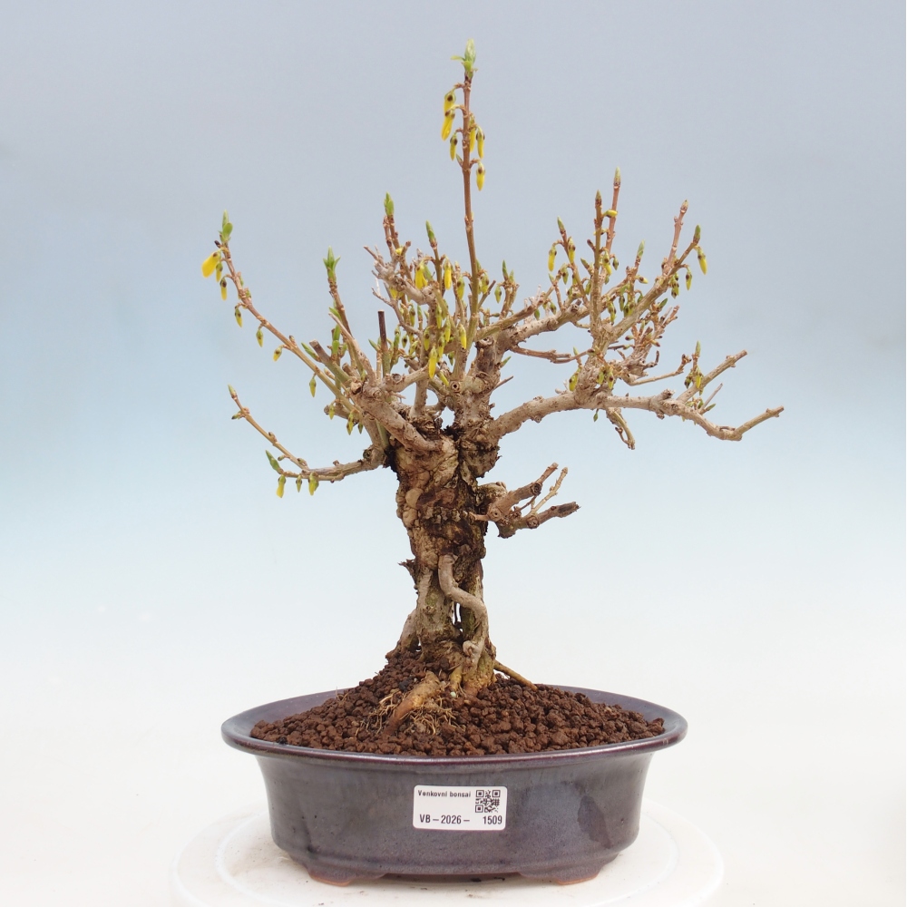 Vonkajšie bonsaje - Zlatice - Forsythia koreana
