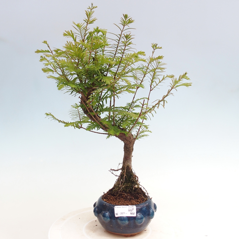 Vonkajšie bonsai - Metasequoia glyptostroboides - Metasekvoja Čínska