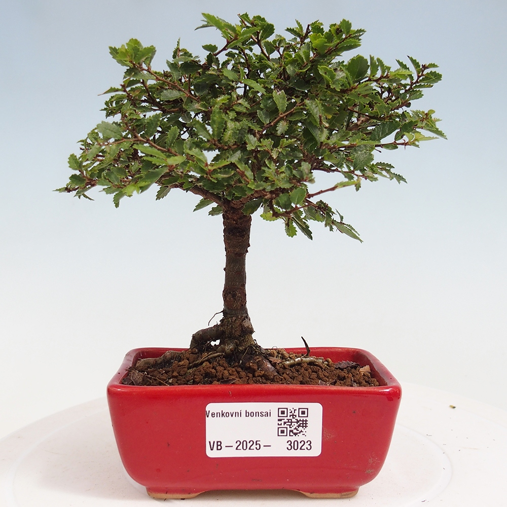 Vonkajší bonsai - Ulmus parvifolia Sagei - Malolistý brest