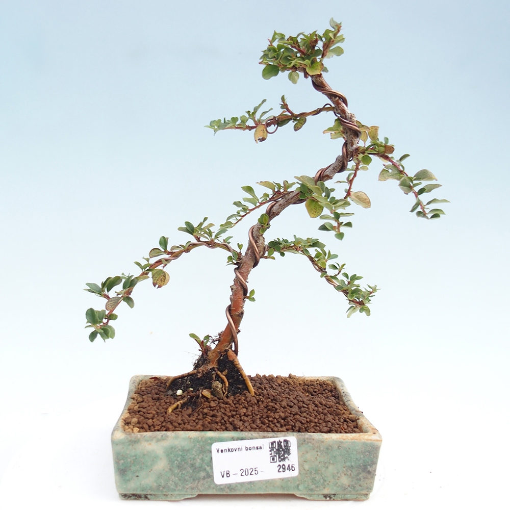 Vonkajší bonsai - Cotoneaster horizontalis - Skalník
