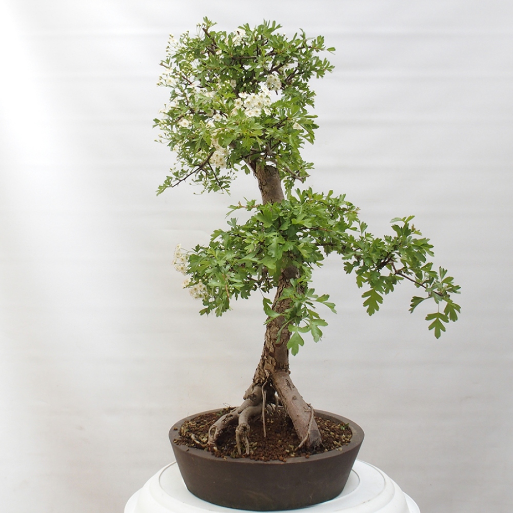 Vonkajší bonsai - Hloh - Crataegus monogyna