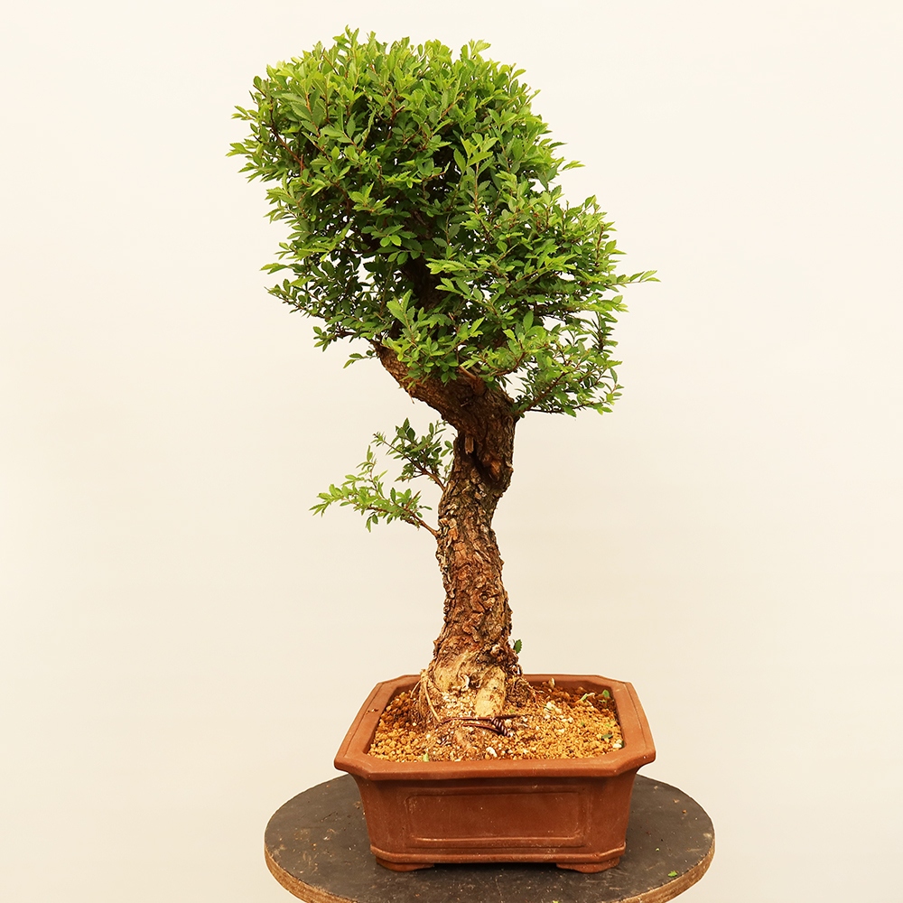 Vonkajšie bonsai - Zelkova - Zelkova NIRE