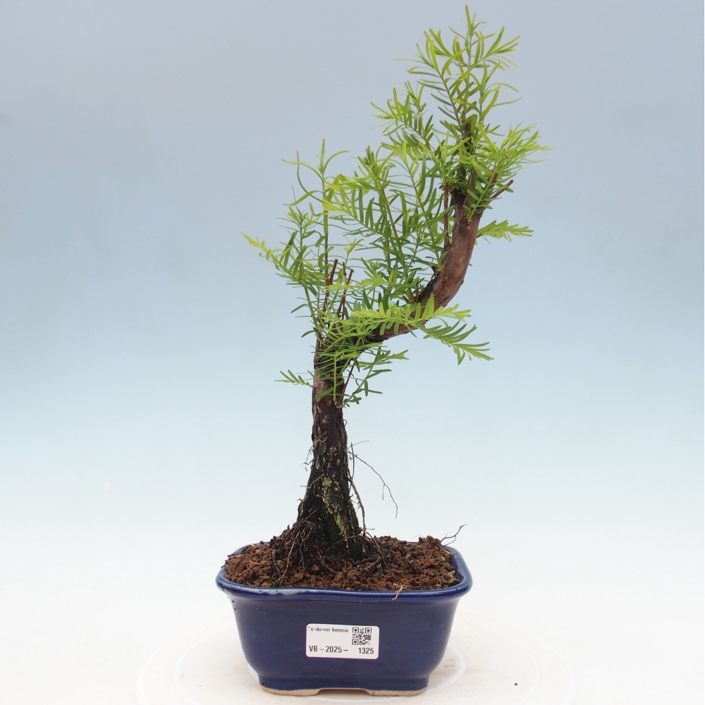 Vonkajšie bonsai - Metasequoia glyptostroboides - Metasekvoja Čínska