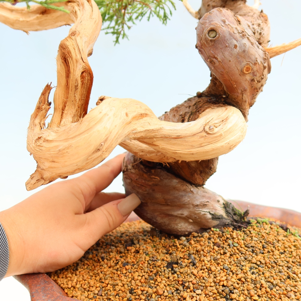 Vonkajší bonsai – Juniperus chinensis Itoigawa – čínsky jalovec