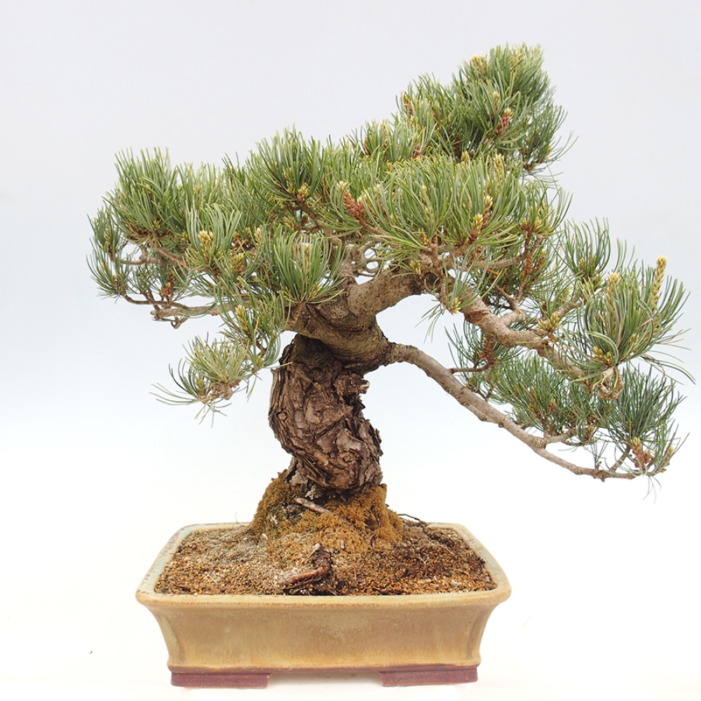 Vonkajšie bonsaje - Pinus parviflora - Pinus parviflora