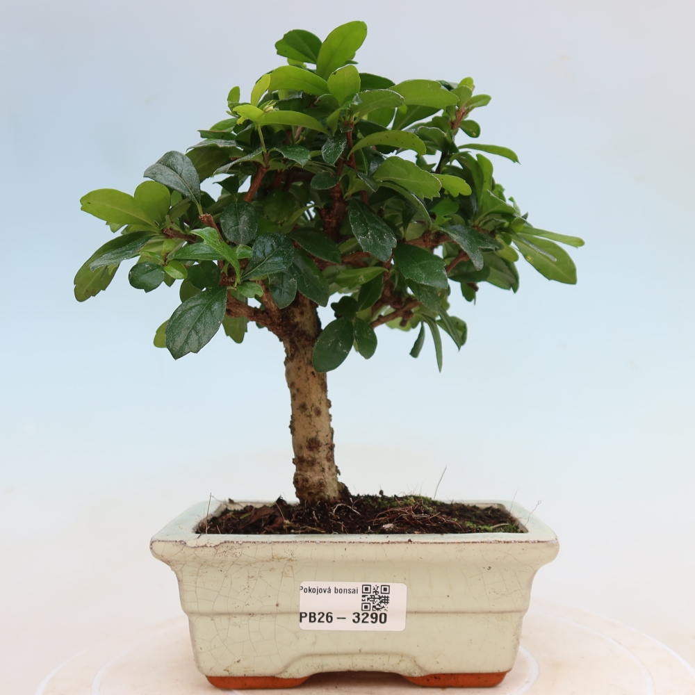 Izbové bonsaje - Carmona macrophylla - Tea fuki