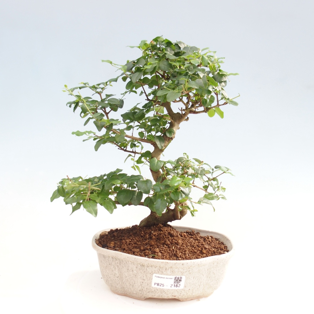 Izbová bonsai -Ligustrum chinensis - Vtáčí zob