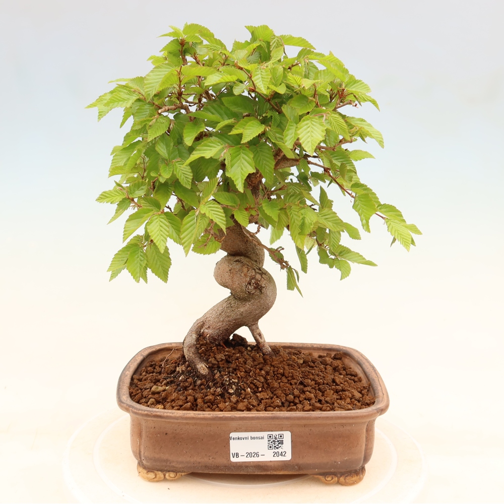 Vonkajší bonsaj -Carpinus coreana - Hrab kórejský