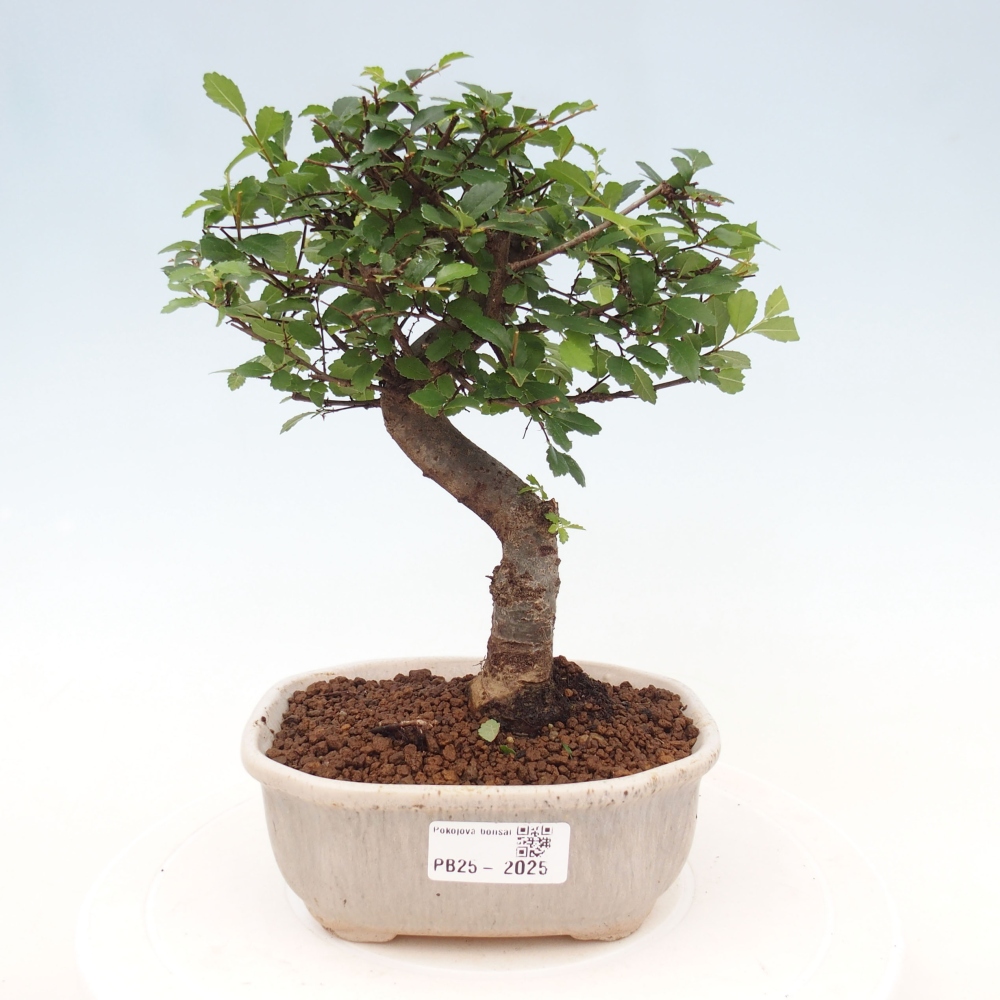 Izbová bonsai-malolistá brest 