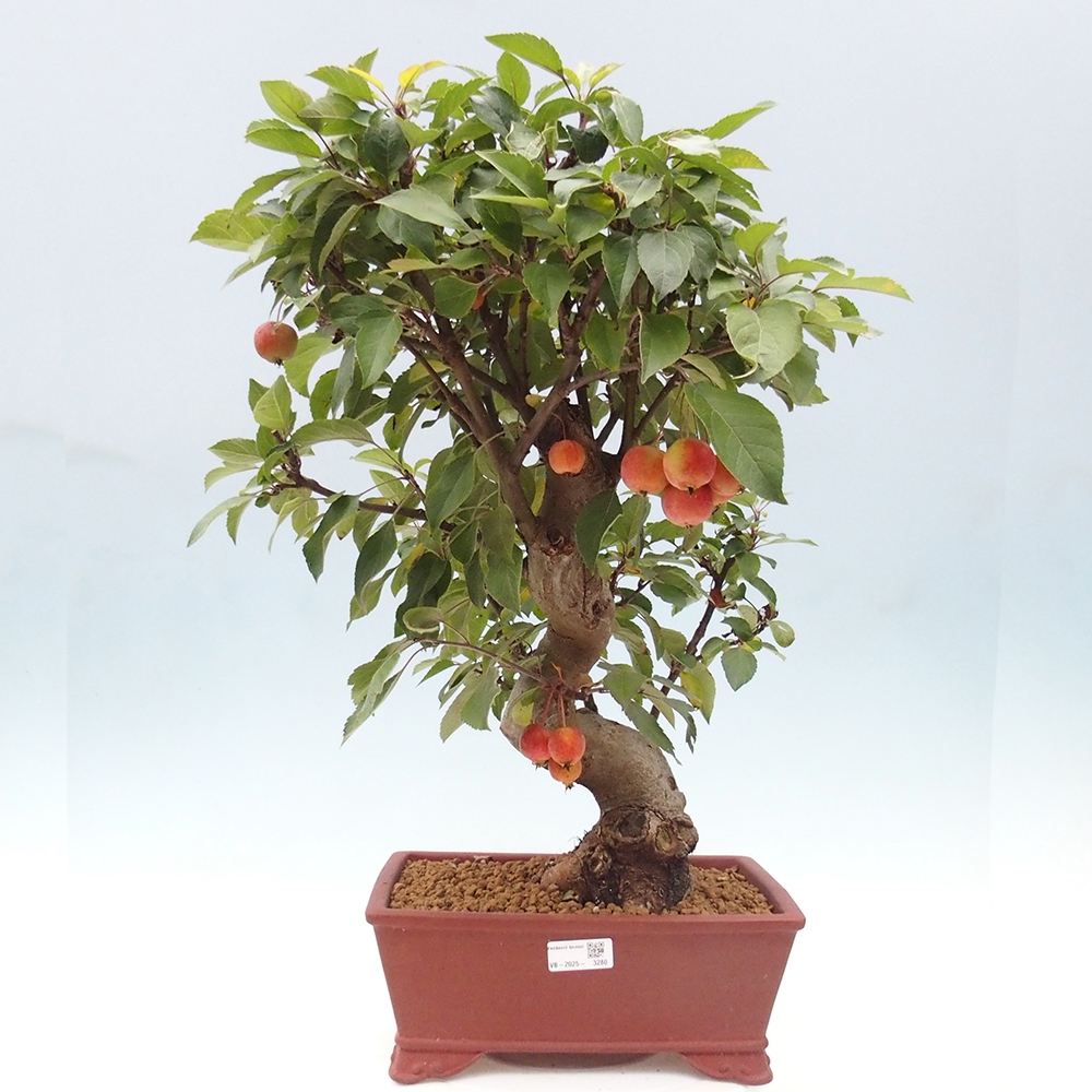 Vonkajší bonsai -Malus halliana - Maloplodá jabloň