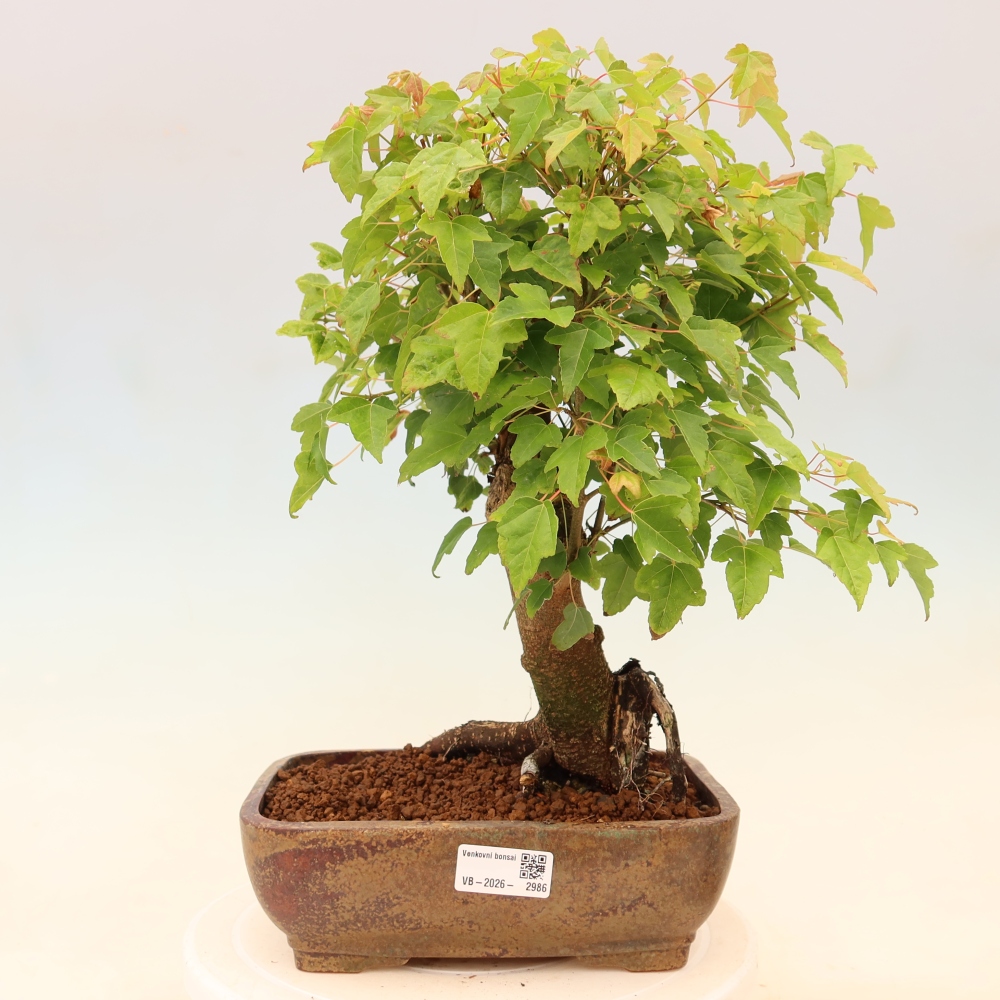 Vonkajšie bonsaje - Javor Burger - Acer Burgerianum