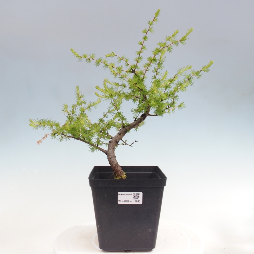 Vonkajšie bonsaje -Larix decidua - Smrekovec