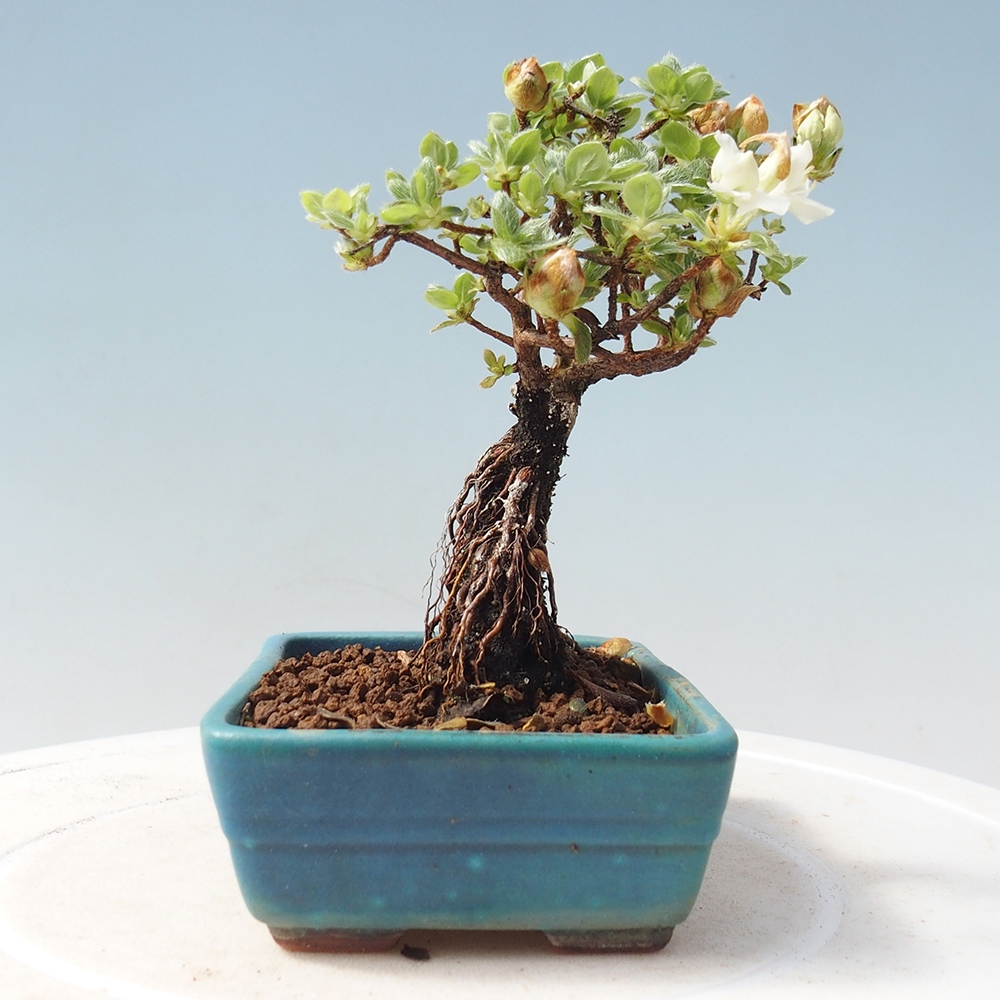 Vonkajší bonsai - Rhododendron indicum - Japonská azalka