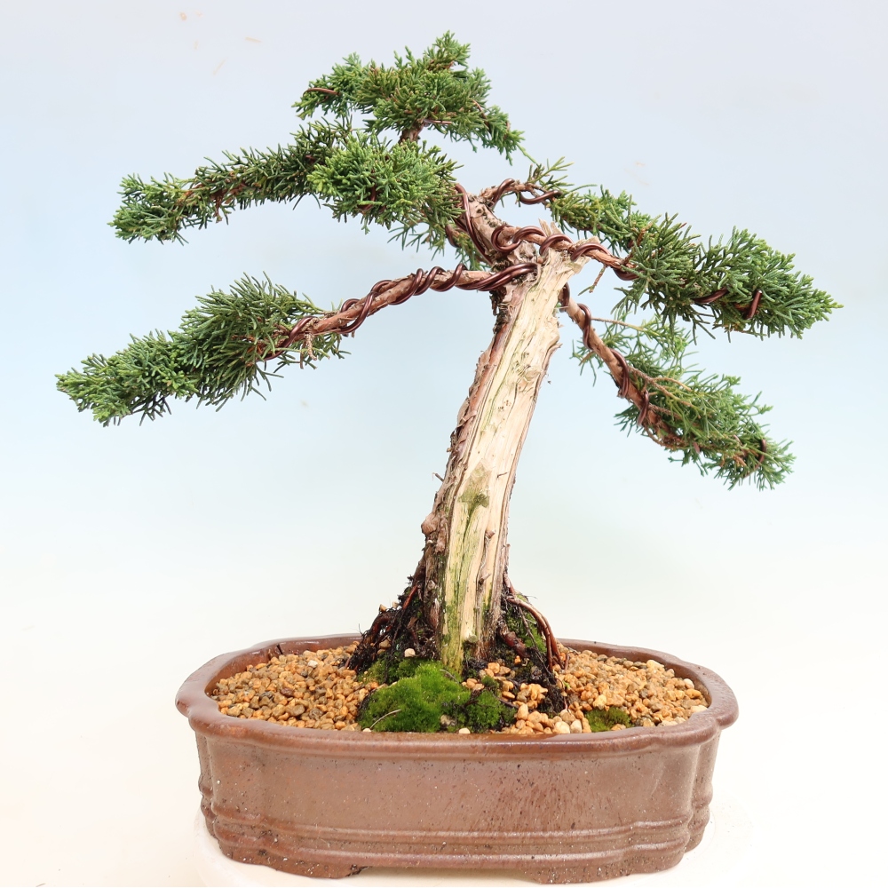 Vonkajší bonsaj - Juniperus chinensis Kishu