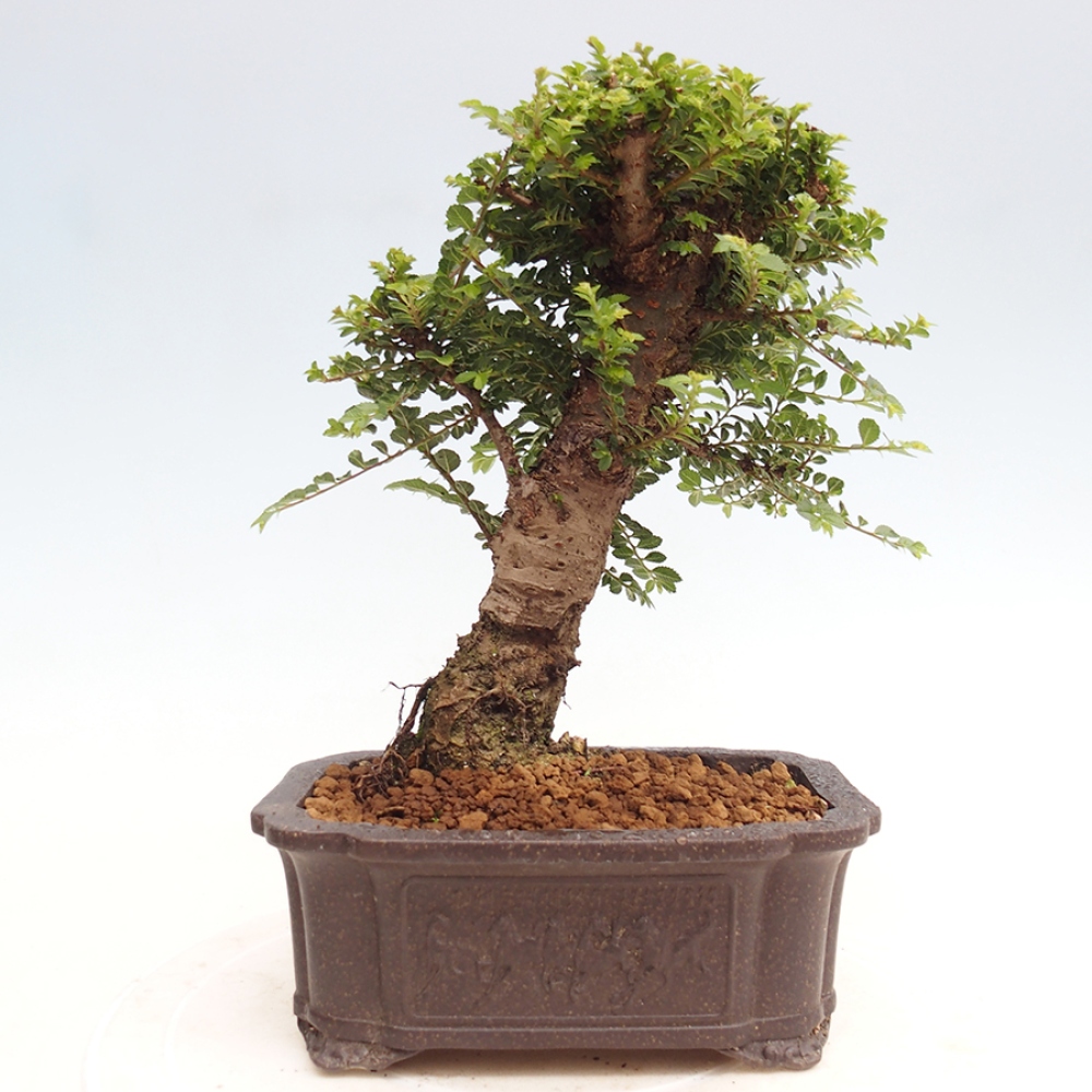 Vonkajší bonsai - Ulmus parvifolia Hokkaido - brest Činski