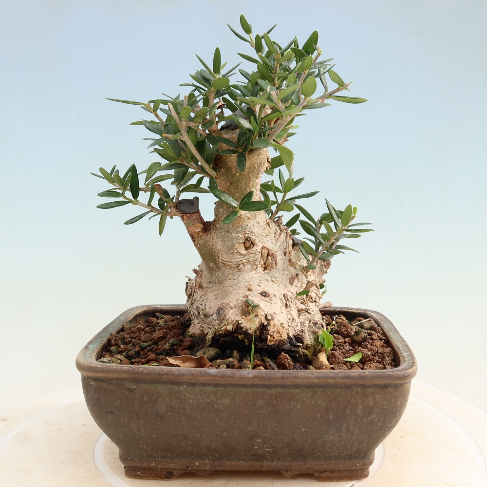 Izbový bonsaj - Olea europaea sylvestris