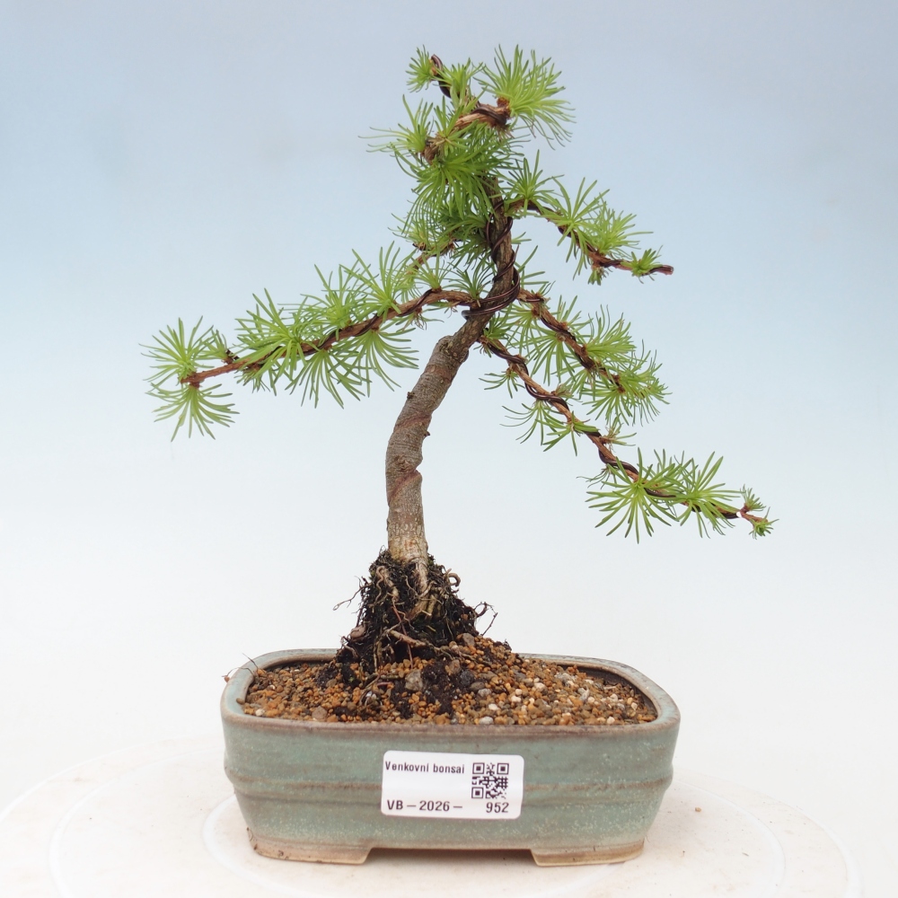 Vonkajšie bonsaje - Larix Kaempferi - Japonský smrekovec