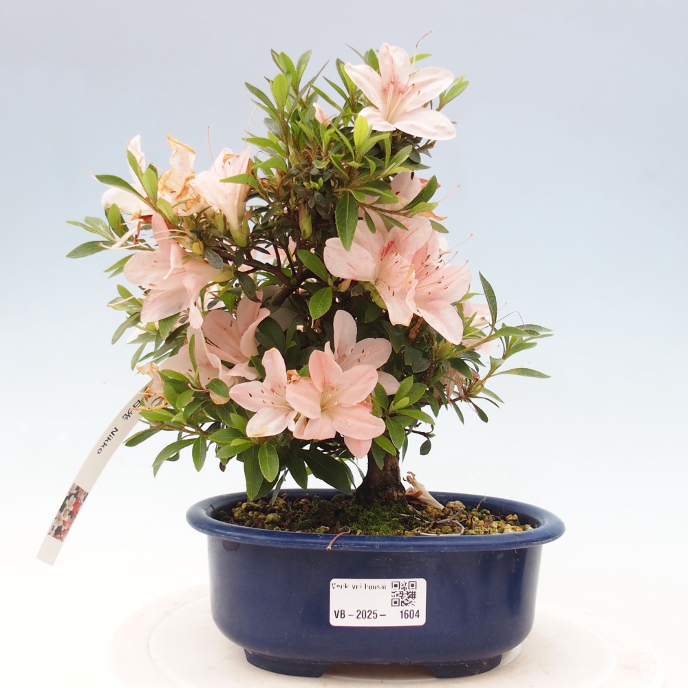 Vonkajší bonsai - Japonská azalka -  Azalea Nikko