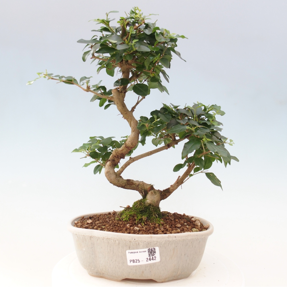 Izbová bonsai -Ligustrum chinensis - Vtáčí zob