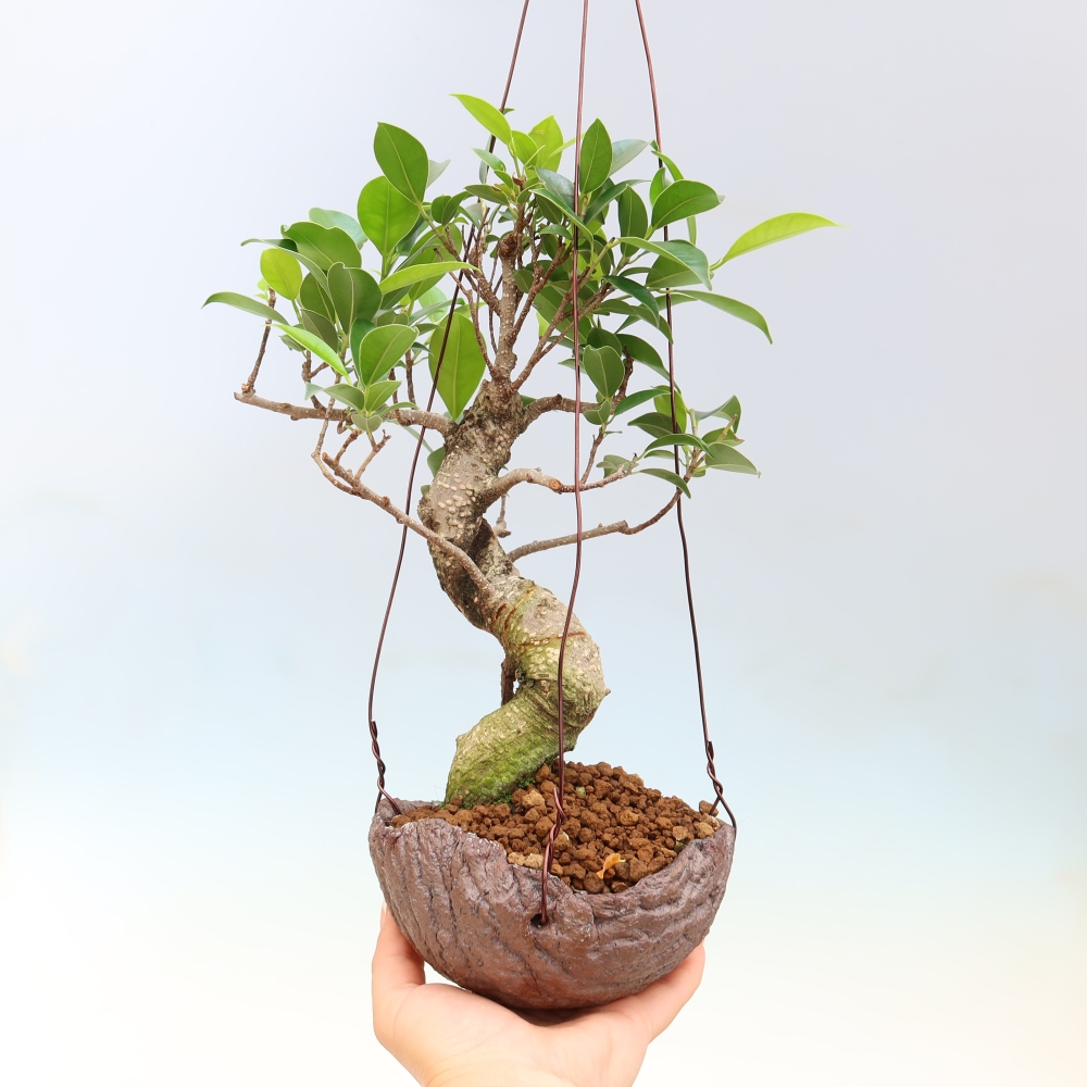Kokedama v keramike – ficus s malými listami – Ficus kimmen