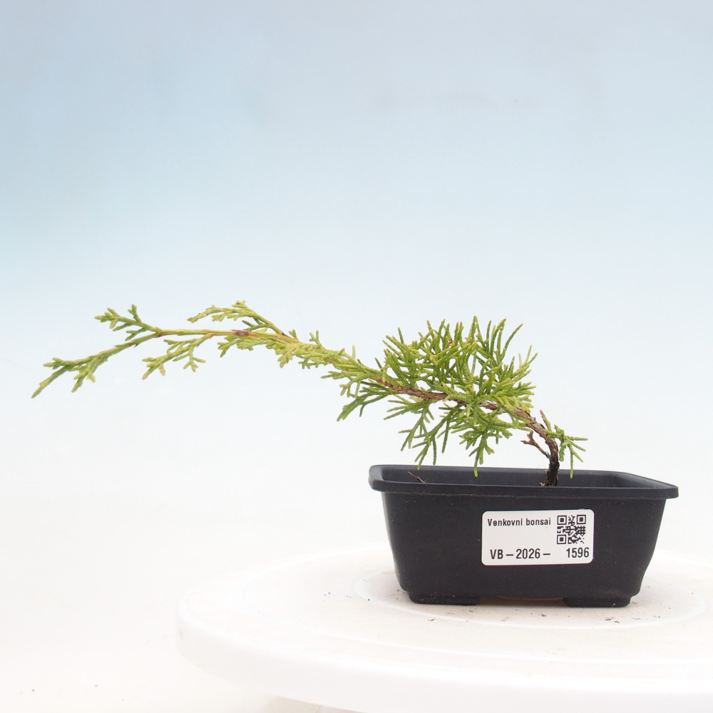 Vonkajší bonsaj - Juniperus chinensis Itoigawa
