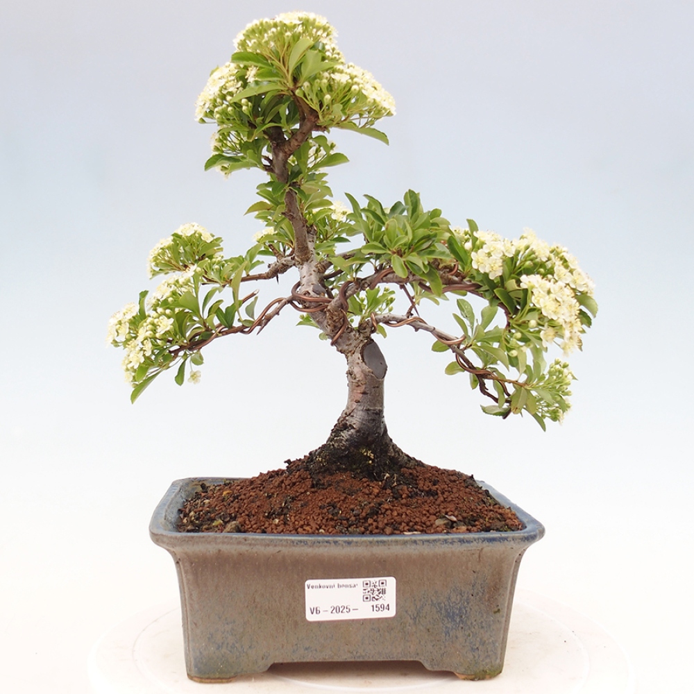 Vonkajšia bonsai-Pyracanta Teton -Hlohyně