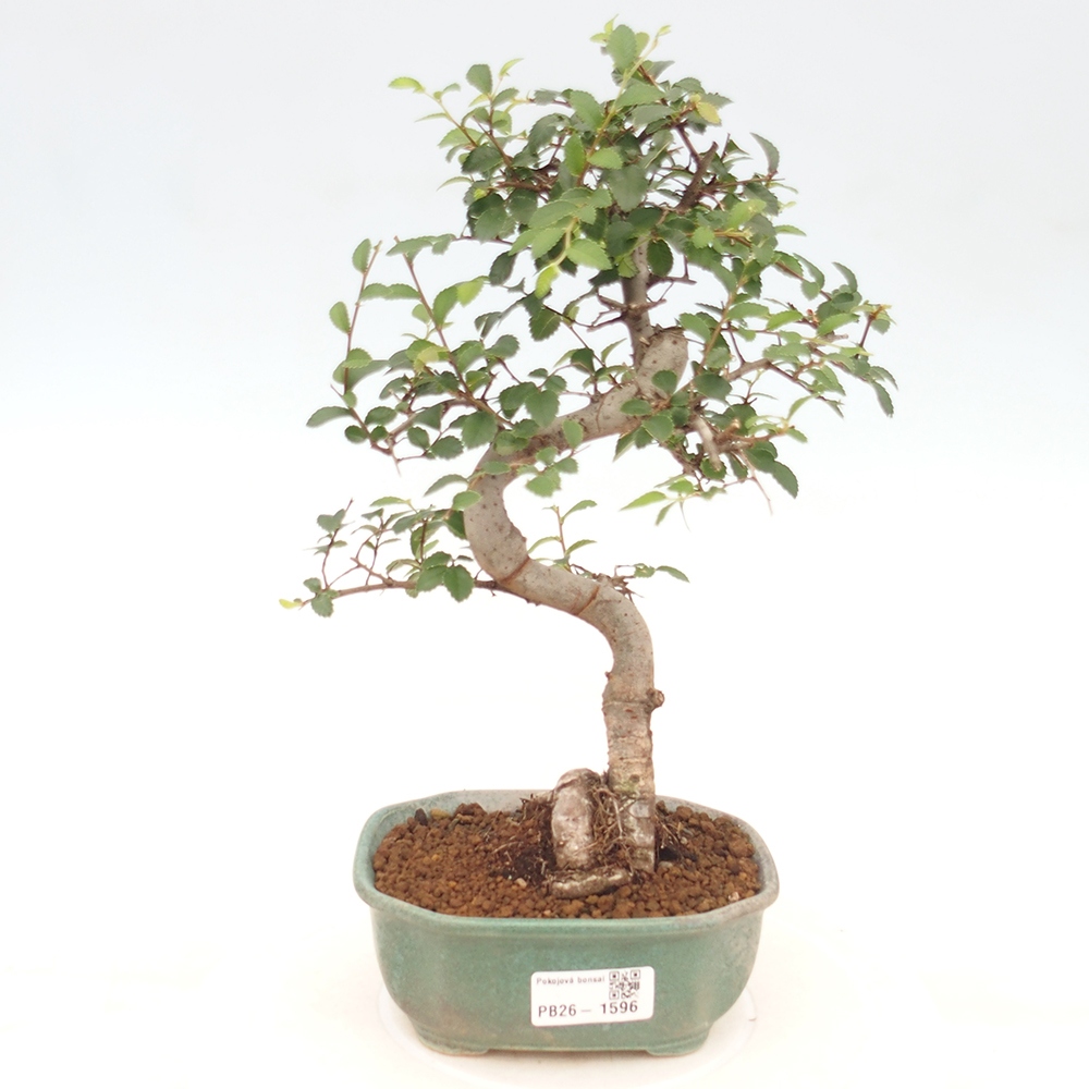 Izbový bonsaj - Ulmus parvifolia - brest malolistý