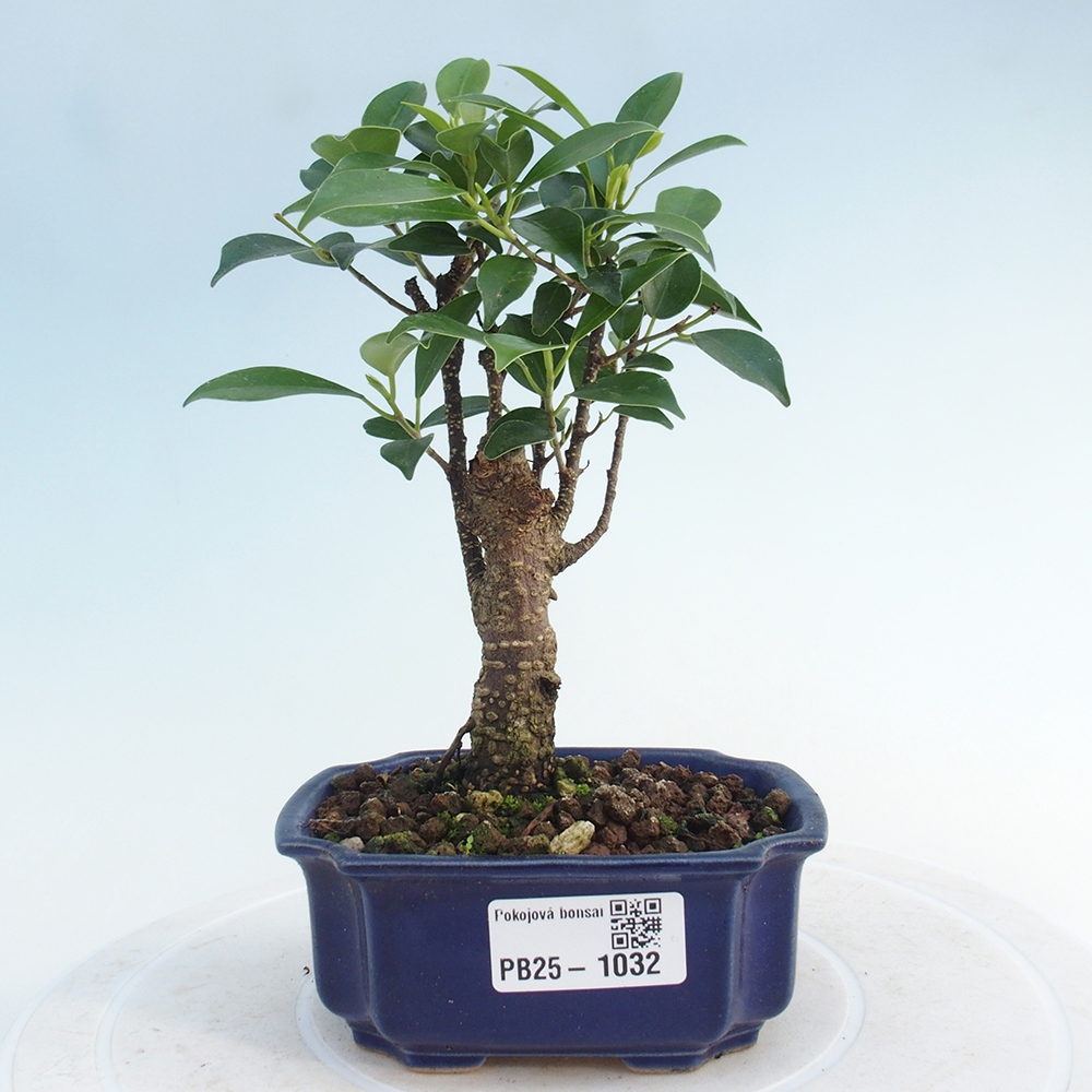 Izbová bonsai - Malolistý fikus - Ficus kimmen