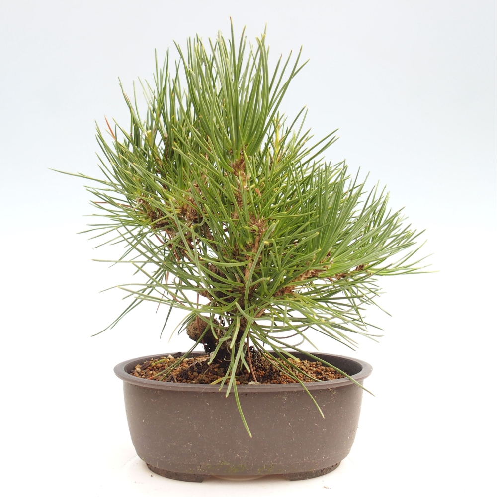 Vonkajší bonsai - Pinus thunbergii - Borovica thunbergova