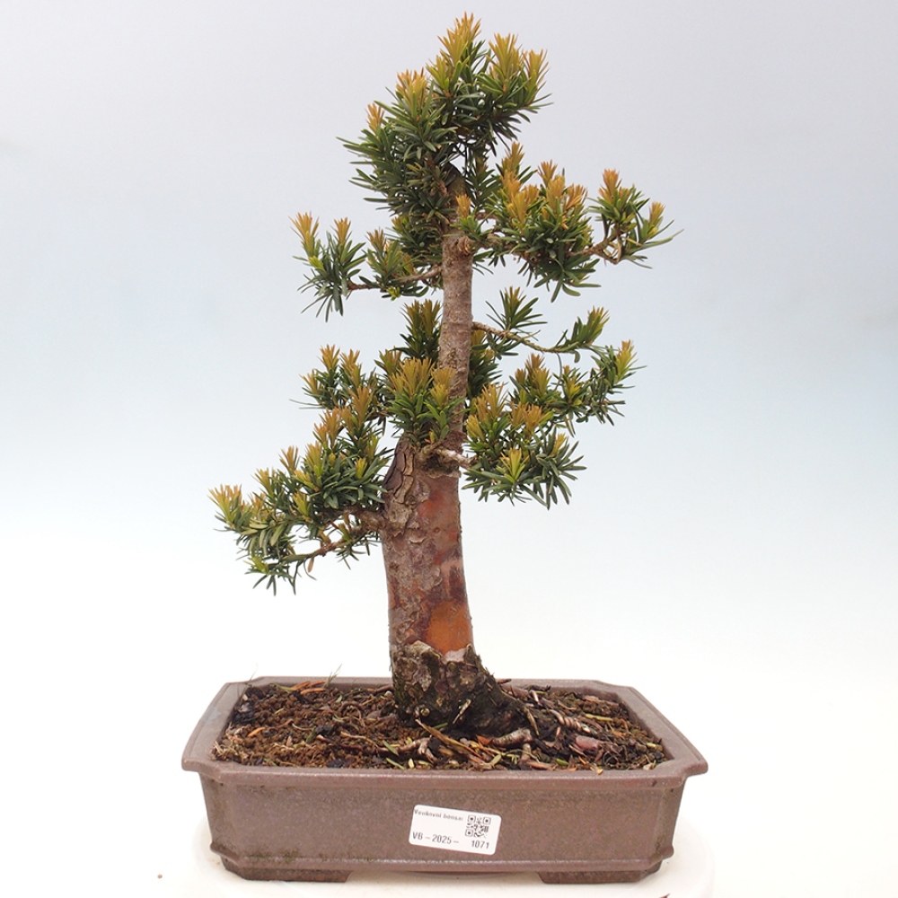 Vonkajší bonsai - Taxus cuspidata - Tis japonský