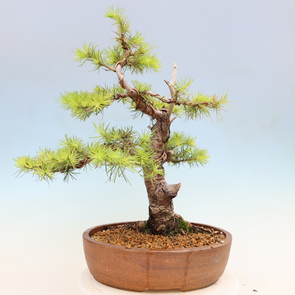 Vonkajšie bonsaje -Larix decidua - Smrekovec
