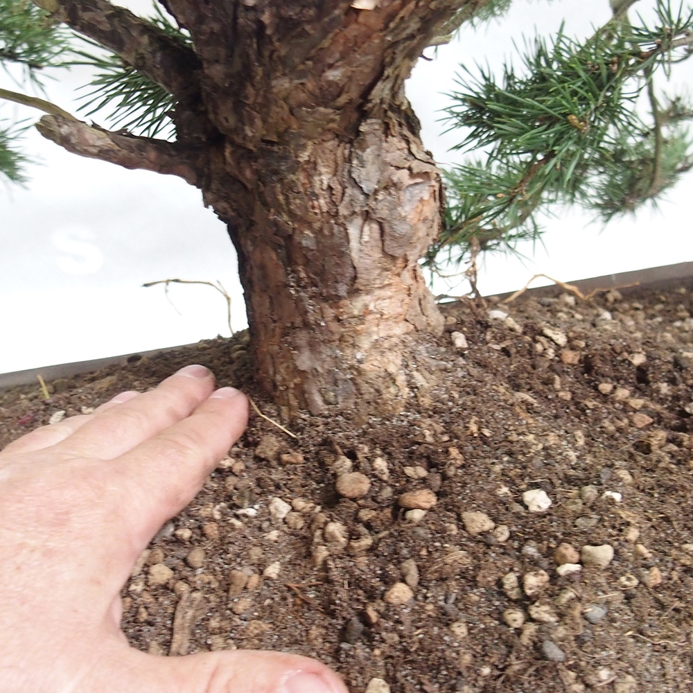 Yamadori - Pinus sylvestris 