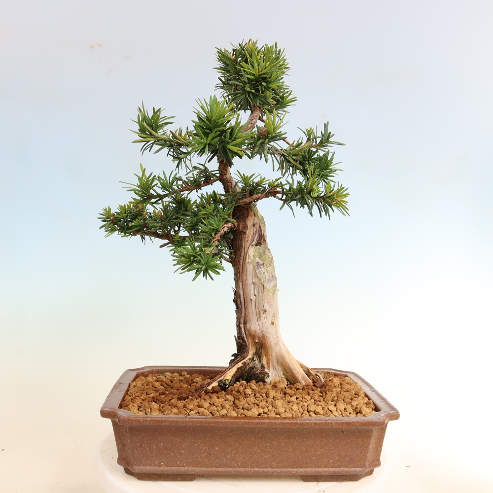 Vonkajší bonsai – Taxus cuspidata – japonský tis