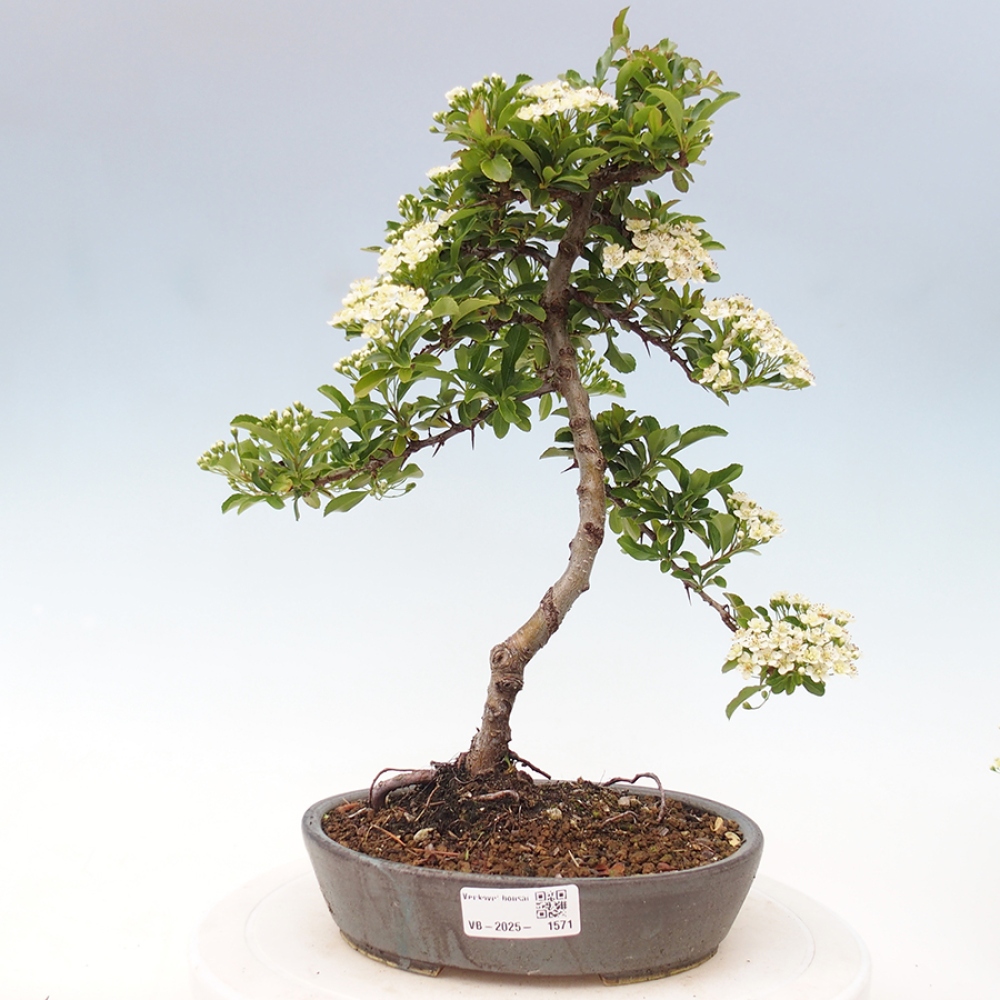 Vonkajšia bonsai-Pyracanta Teton -Hlohyně