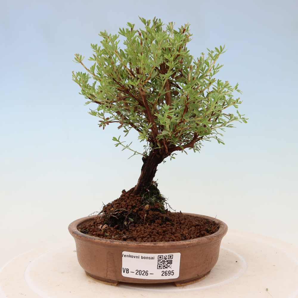Vonkajší bonsai – Potentila fruticosa – Goldkissen