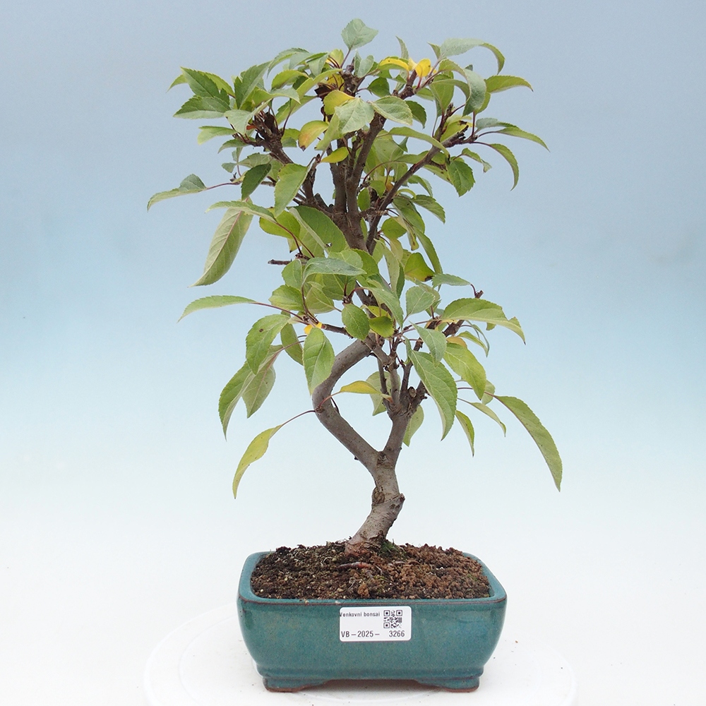 Vonkajší bonsai -Malus halliana - Maloplodá jabloň