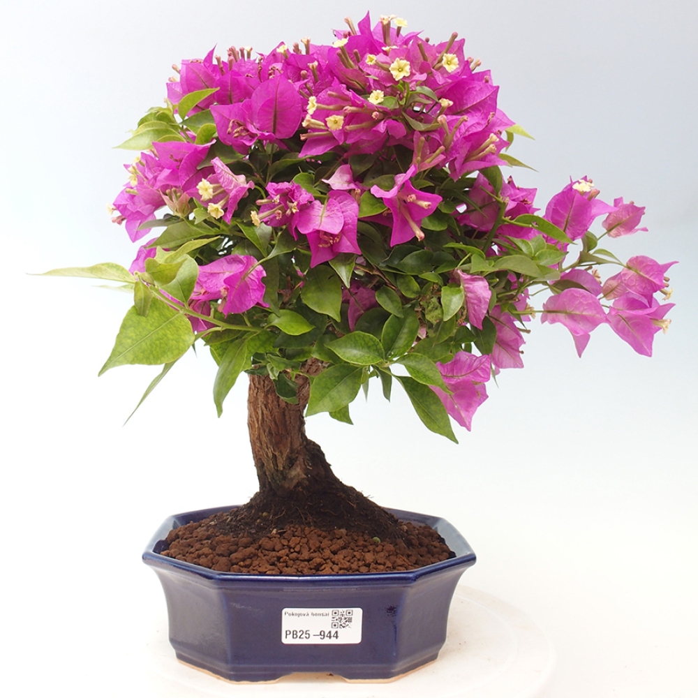 Izbová bonsai - Bouganwilea