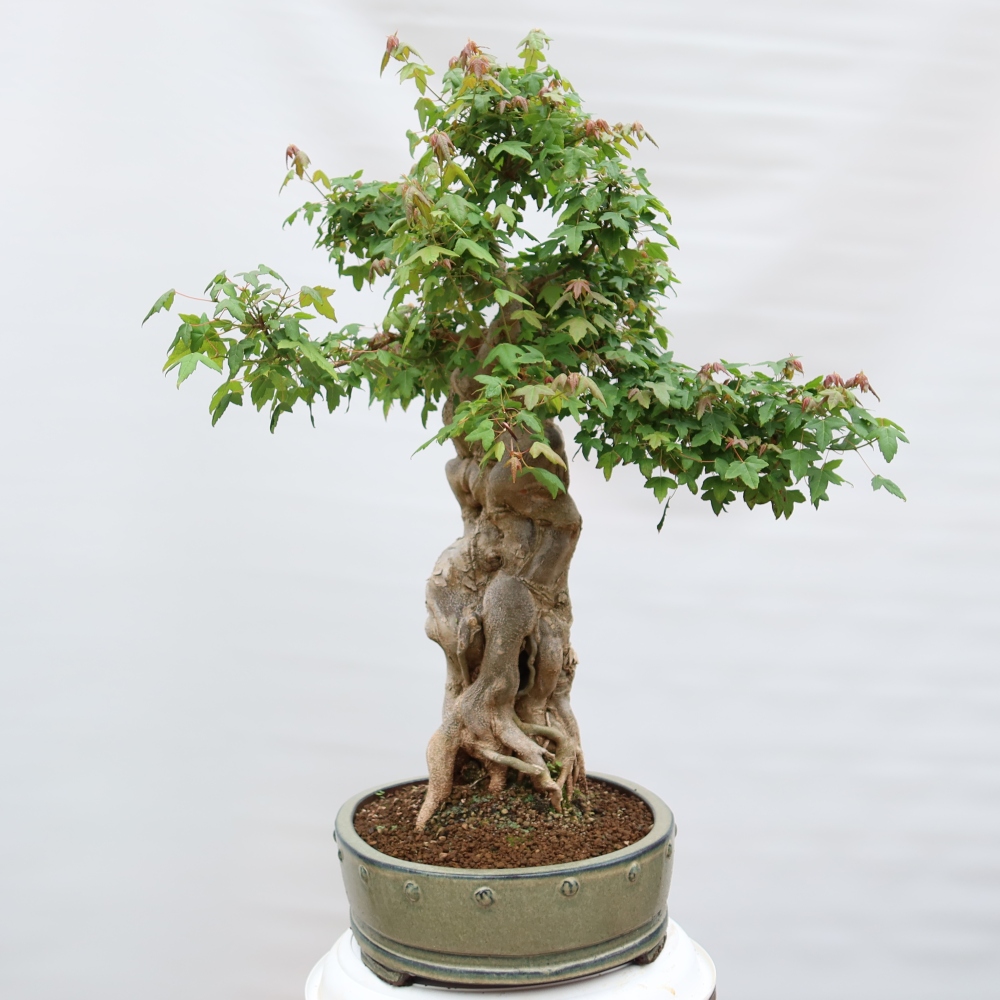 Vonkajšie bonsaje - Javor Burger - Acer Burgerianum