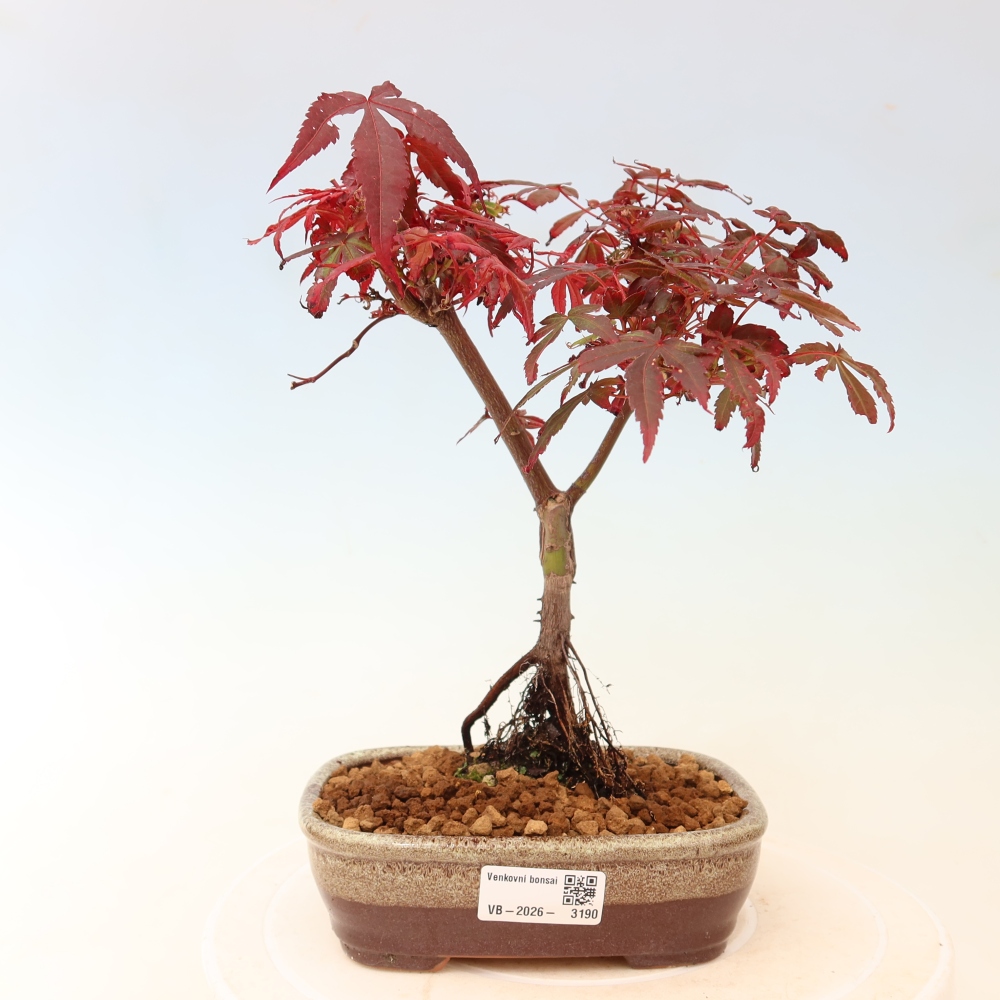 Vonkajší bonsai – javor dlaňolistý – Acer palmatum Berry Broom 