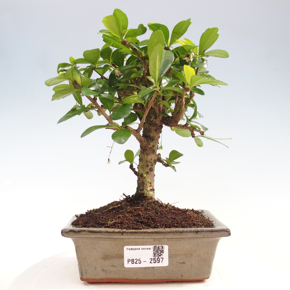 Izbová bonsai - Carmona macrophylla - Čaj fuki
