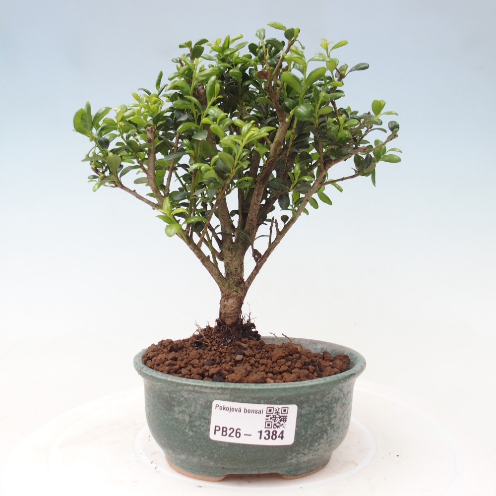 Izbový bonsaj - Ilex crenata - Cesmína