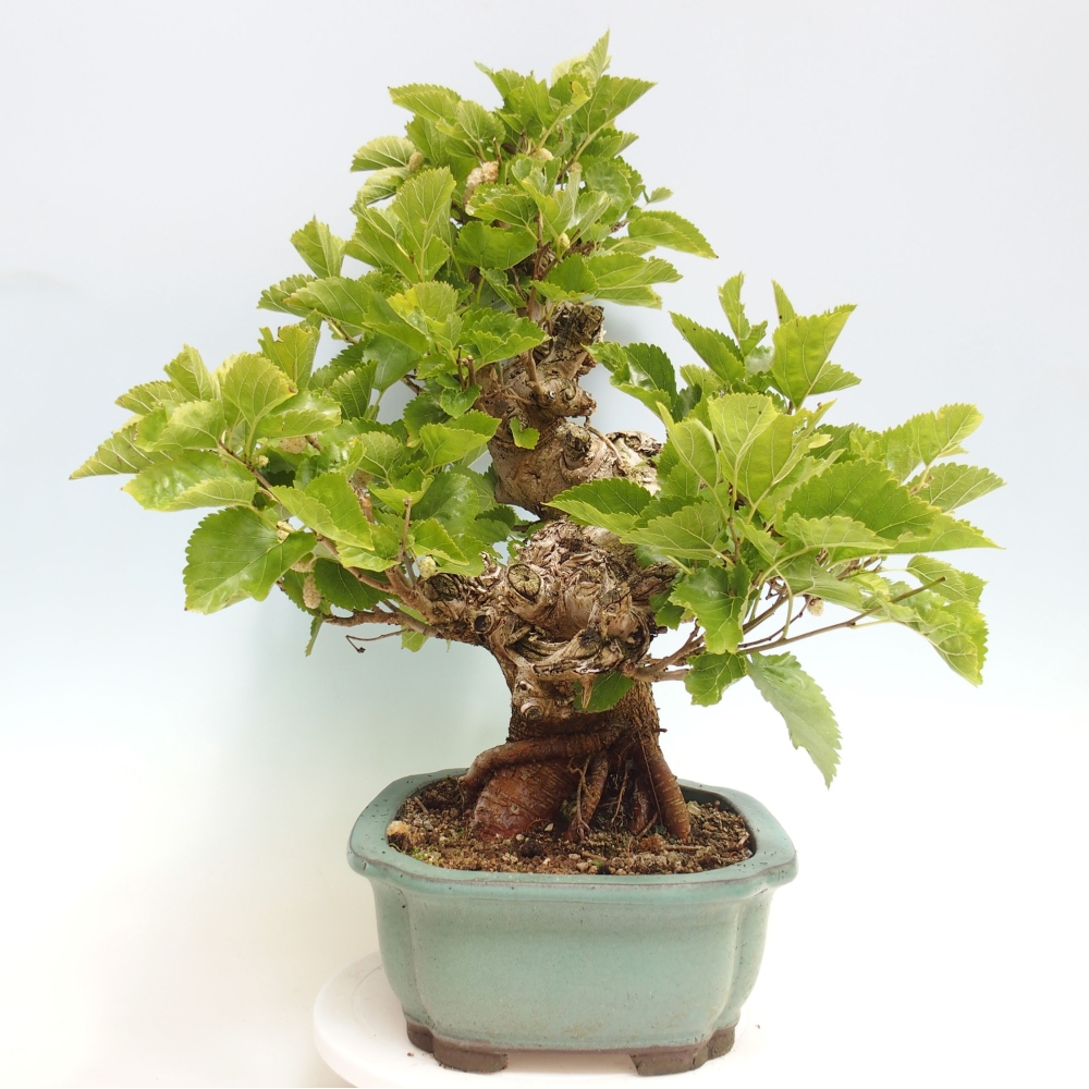 Vonkajšie bonsai -Morus albumy - moruše