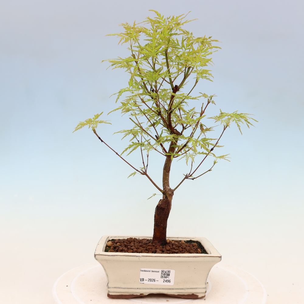 Vonkajšie bonsai - Acer palmatum Dissectum - Javor dlaňolistý 