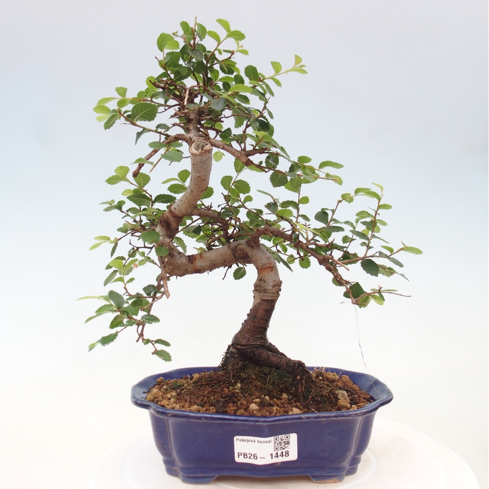 Izbový bonsaj - Ulmus parvifolia - brest malolistý