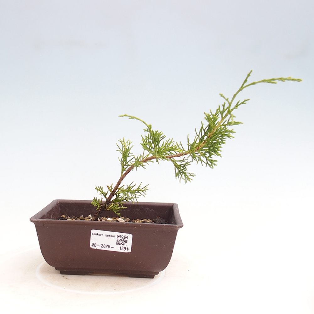 Vonkajší bonsai - Juniperus chinensis Itoigawa -Jalovec čínsky