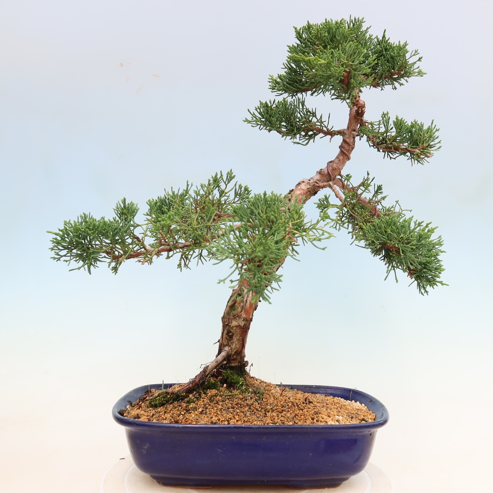Vonkajší bonsaj - Juniperus chinensis Kishu