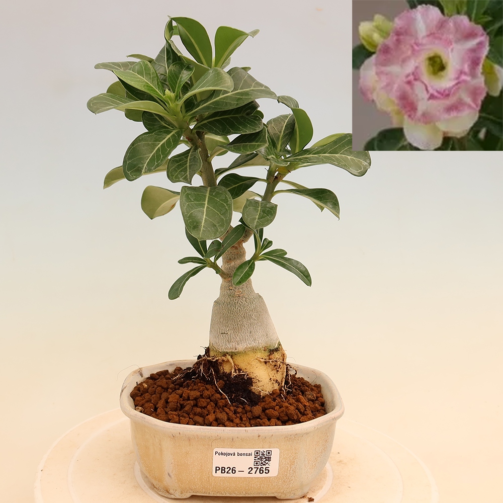 Izba bonsai – Adenium obesum, štepené V.F.S.412 – Púštna ruža