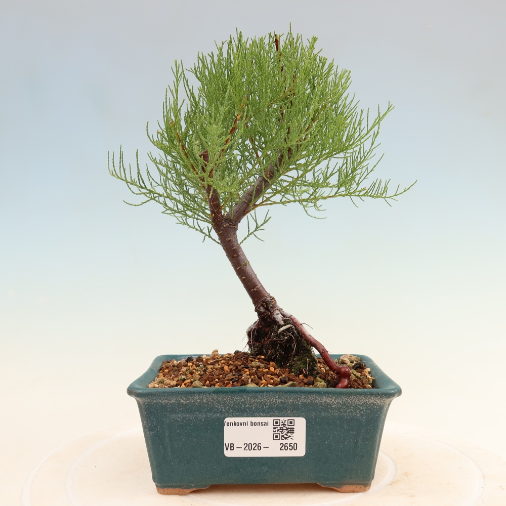 Vonkajšie bonsaje – Tamaryšek – Tamarix