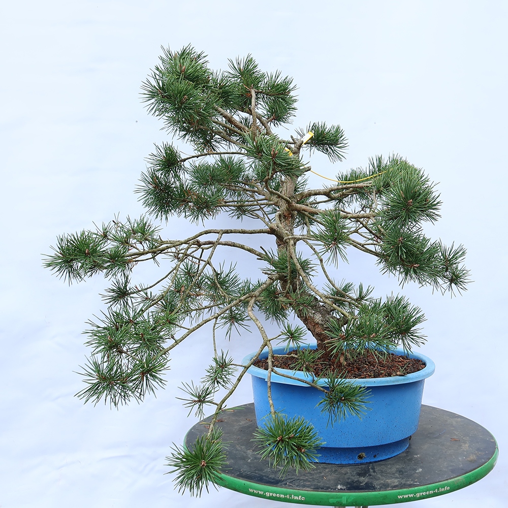 Pinus sylvestris Španielsko – borovica lesná