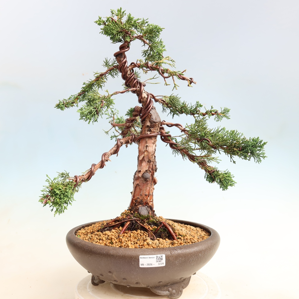 Vonkajší bonsaj - Juniperus chinensis Kishu